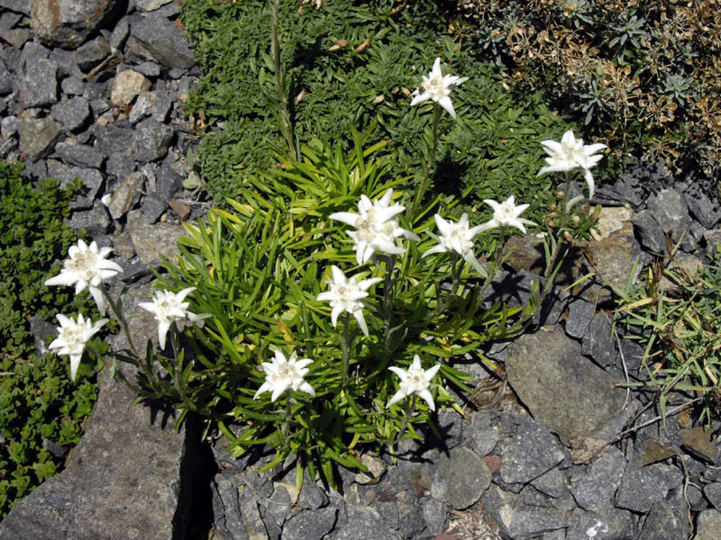 Leontopodium alpinum 'Mignon' en fleurs dans une prairie alpine ensoleillée